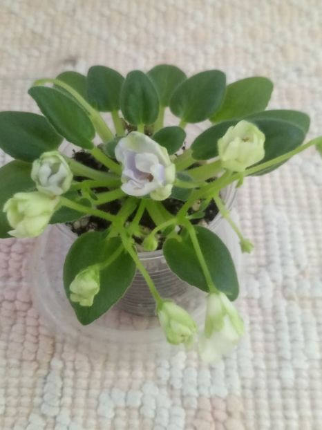 15 dec - ZZ LE Lesnoy Narodets