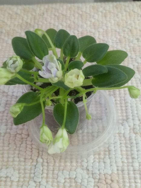 15 dec - ZZ LE Lesnoy Narodets