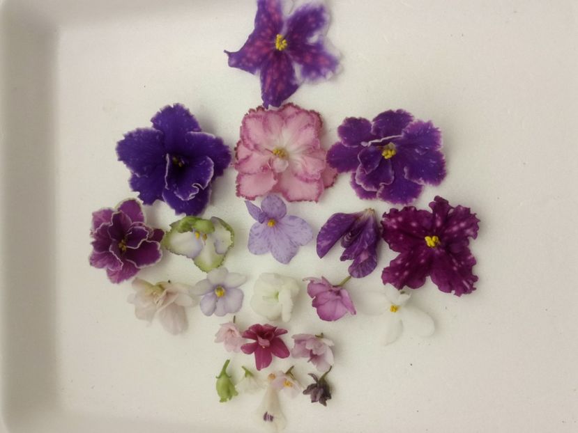 16 oct - AA VIOLETE de COLECTIE