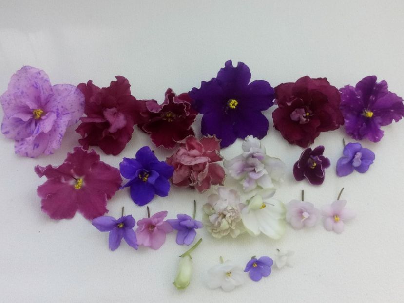 29 mai - AA VIOLETE de COLECTIE