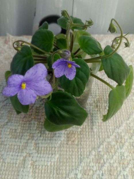 11 dec - Allegro Appalachian Trail