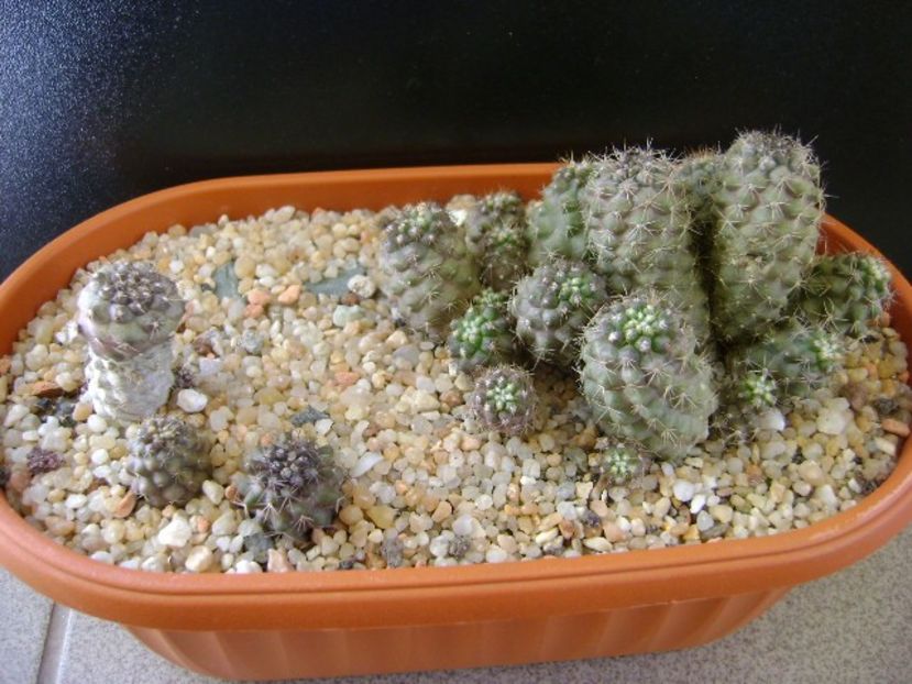 Grup de Copiapoa - Cactusi 2019 final - catalogare 1