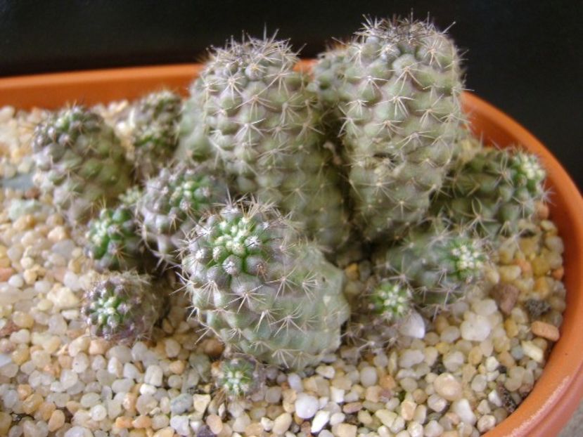 Copiapoa humilis (colonie) - Cactusi 2019 final - catalogare 1