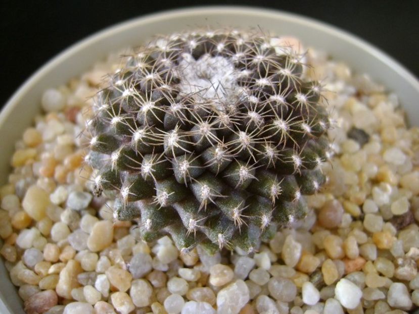 Copiapoa humilis ssp. tenuissima - Cactusi 2019 final - catalogare 1