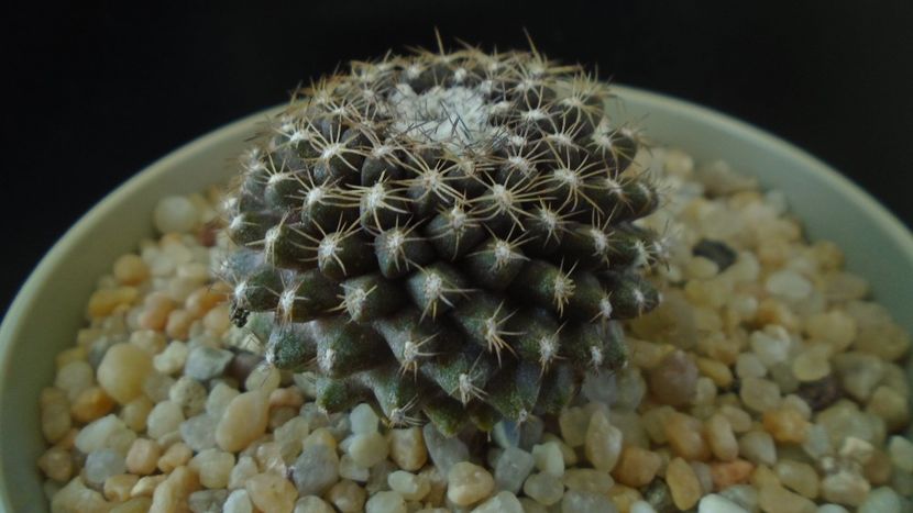Copiapoa humilis ssp. tenuissima - Cactusi 2019 final - catalogare 1