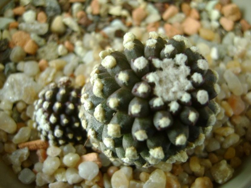Copiapoa humilis ssp. tenuissima f. monstruosa - Cactusi 2019 final - catalogare 1