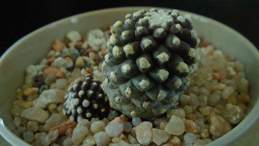 Copiapoa humilis ssp. tenuissima f. monstruosa - Cactusi 2019 final - catalogare 1
