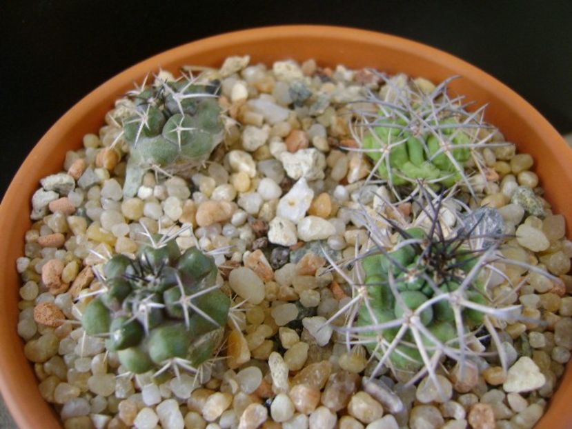Grup de Copiapoa - Cactusi 2019 final - catalogare 1