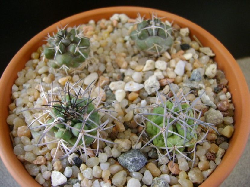 Grup de Copiapoa - Cactusi 2019 final - catalogare 1