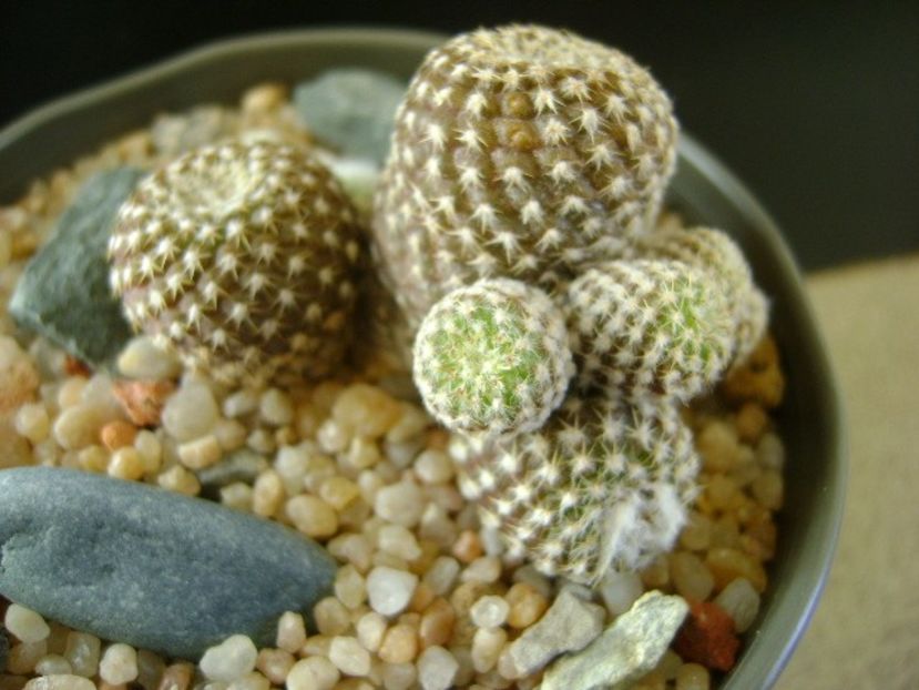 Copiapoa laui - Cactusi 2019 final - catalogare 1