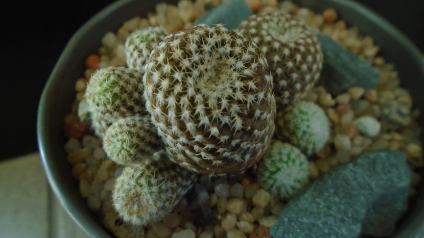 Copiapoa laui - Cactusi 2019 final - catalogare 1
