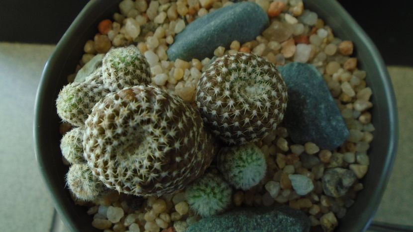 Copiapoa laui - Cactusi 2019 final - catalogare 1