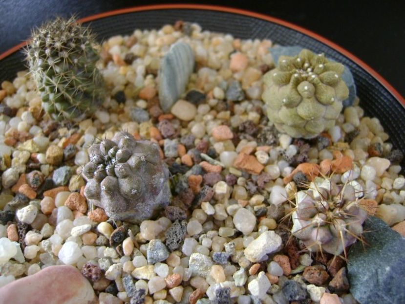 Grup de Copiapoa - Cactusi 2019 final - catalogare 1