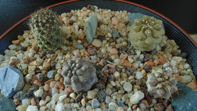 Grup de Copiapoa - Cactusi 2019 final - catalogare 1