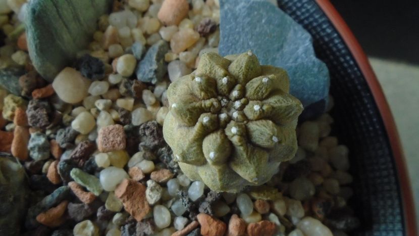 Copiapoa hypogaea cv. Lizard Skin - Cactusi 2019 final - catalogare 1