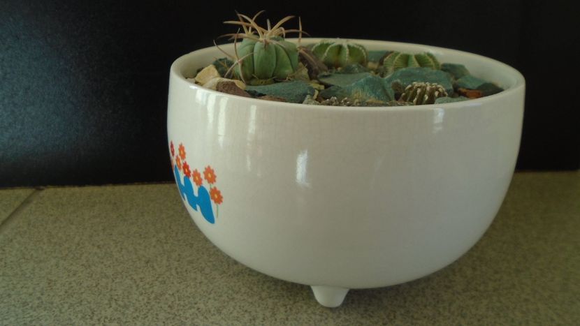Grup de cactusi - Cactusi 2019 final - catalogare 1
