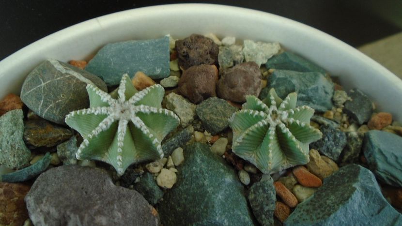 Aztekium hintonii, San Jose del Rio Galeana, Mx. (2 ex.) - Cactusi 2019 final - catalogare 1