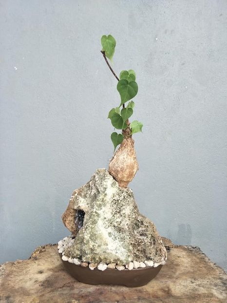 Firmiana colorata - Vase - aranjamente - accesorii