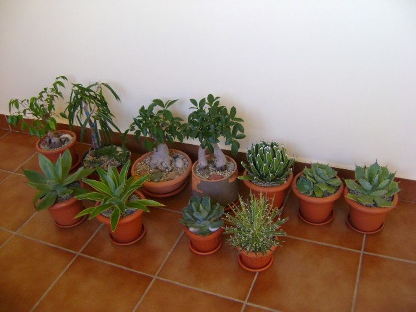 Repaus vegetativ - Agave si Yucca 2019