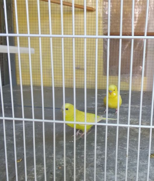  - Ce detin in Spania