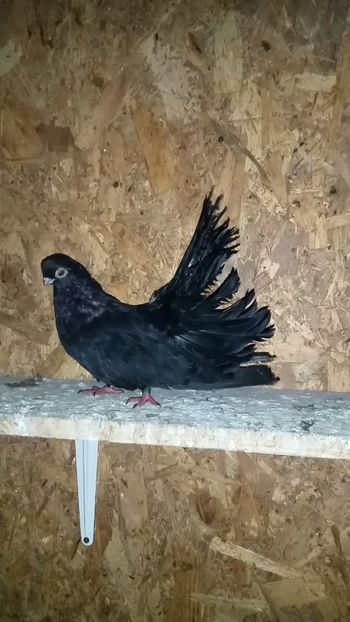 2019-12-05 12.24.44 - Negrii trenati de Bucuresti 2019