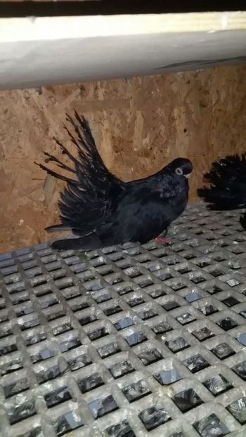  - Negrii trenati de Bucuresti 2019