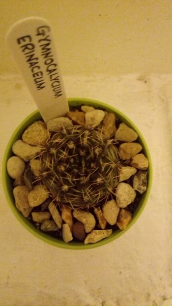 Erinaceum - Gymnocalycium