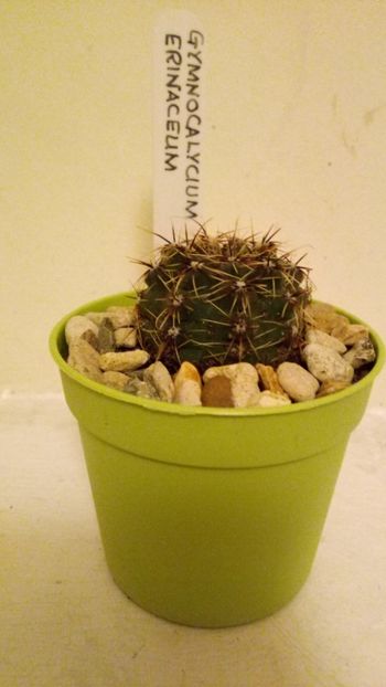 Erinaceum - Gymnocalycium