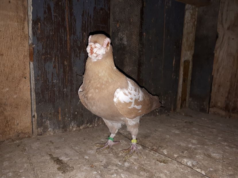  - I2 _ carunculați _ noiembrie 2019