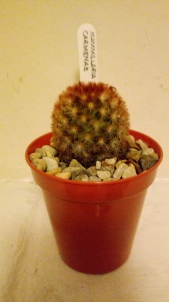 Carmenae - Mammillaria