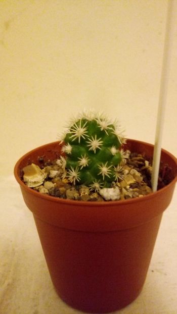 Gracilis Arizona snow cap - Mammillaria