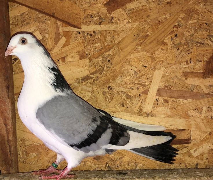 6987  femelă  2019 - Plecați ALBUM 2