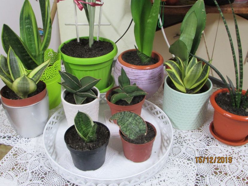  - 2019- Sansevieria