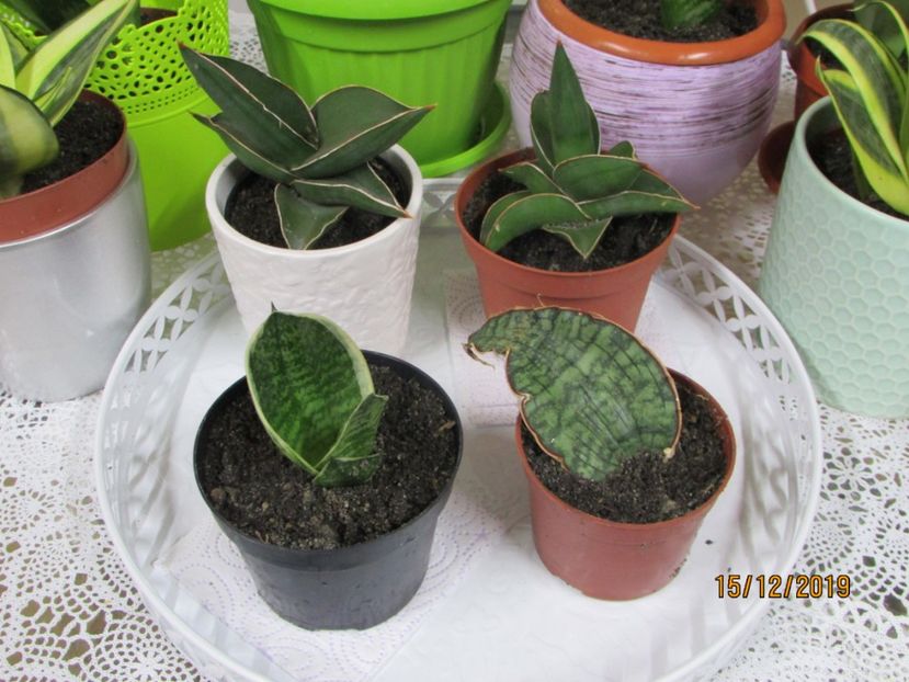  - 2019- Sansevieria