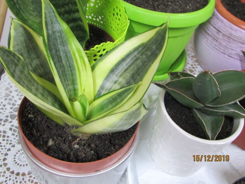  - 2019- Sansevieria