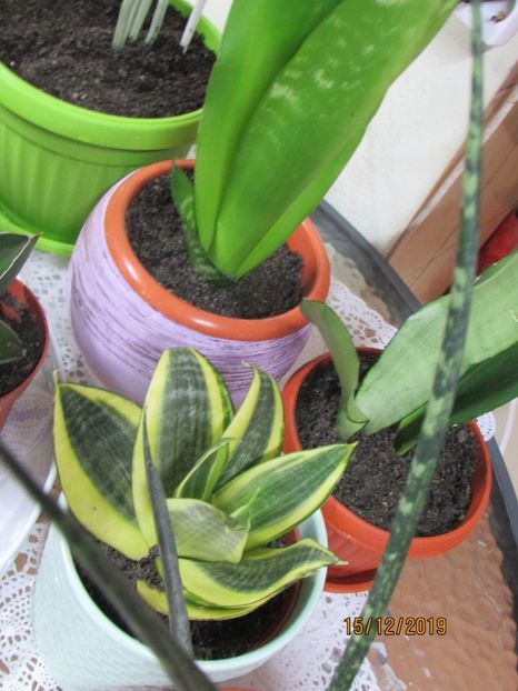  - 2019- Sansevieria