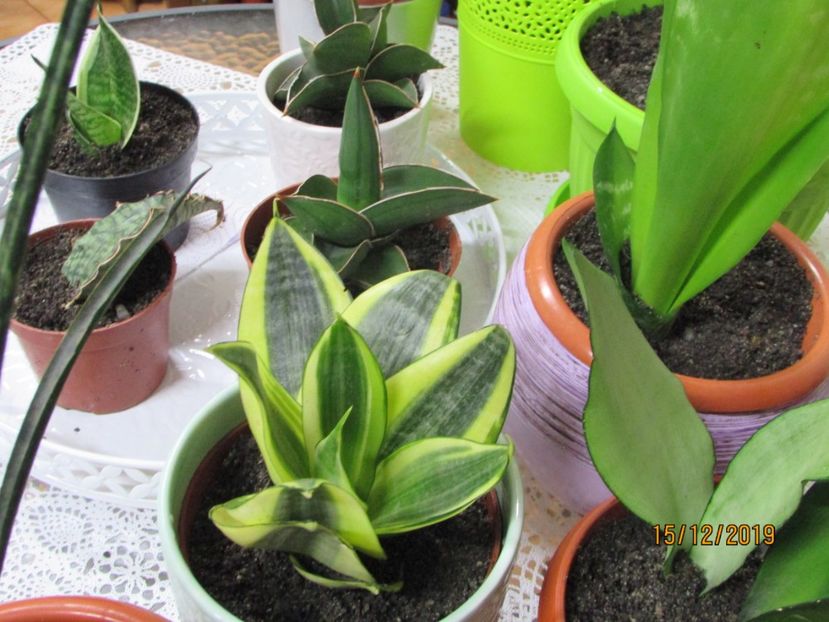  - 2019- Sansevieria
