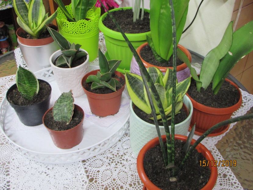  - 2019- Sansevieria