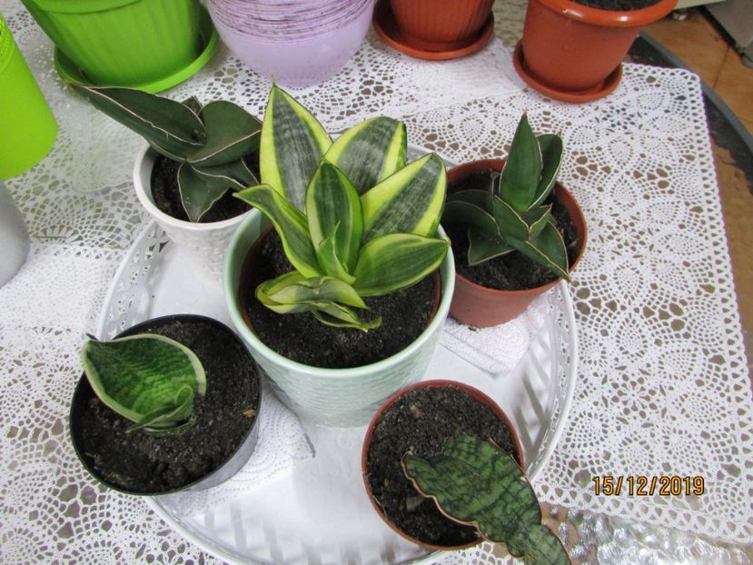  - 2019- Sansevieria