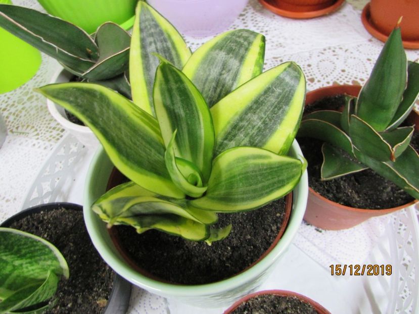  - 2019- Sansevieria