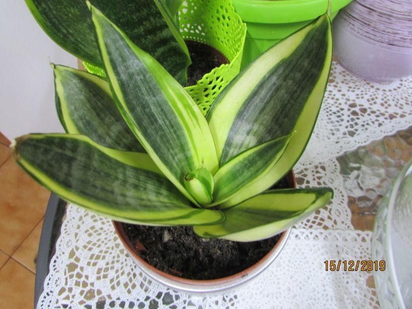  - 2019- Sansevieria
