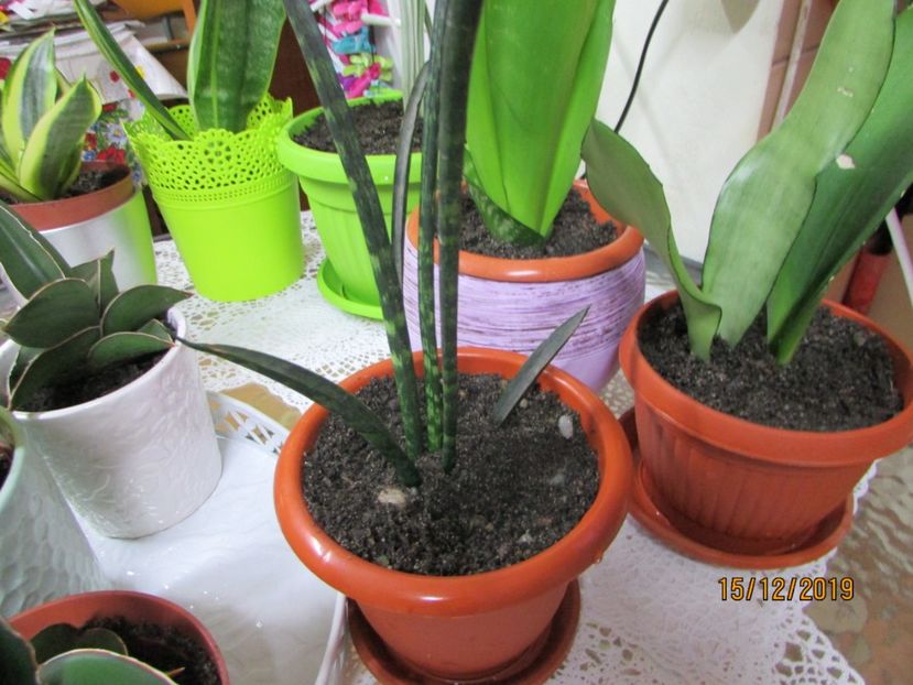  - 2019- Sansevieria