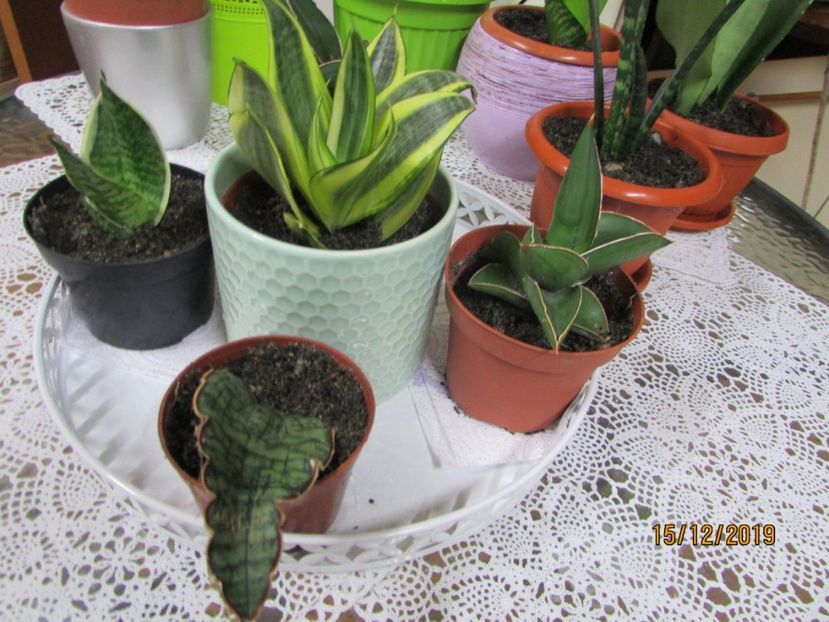  - 2019- Sansevieria