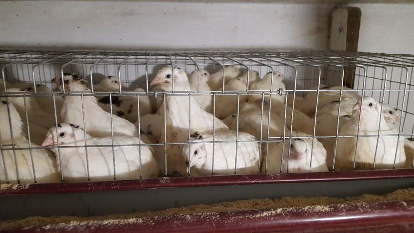  - A- Prepelițe polare 2019-2020