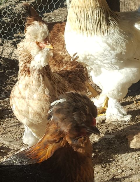  - A- Moțată Românească - 2019-2020