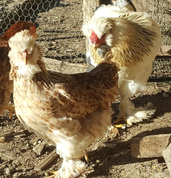  - A- Moțată Românească - 2019-2020