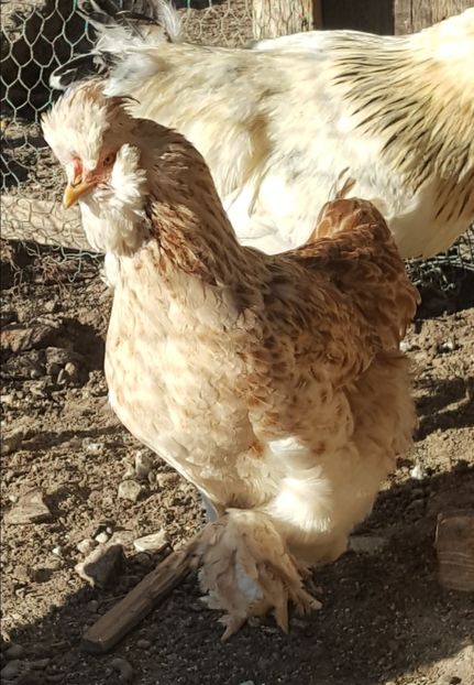  - A- Moțată Românească - 2019-2020