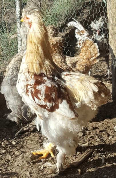  - A- Moțată Românească - 2019-2020