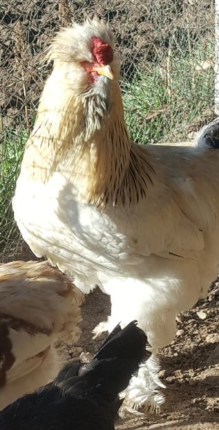  - A- Moțată Românească - 2019-2020