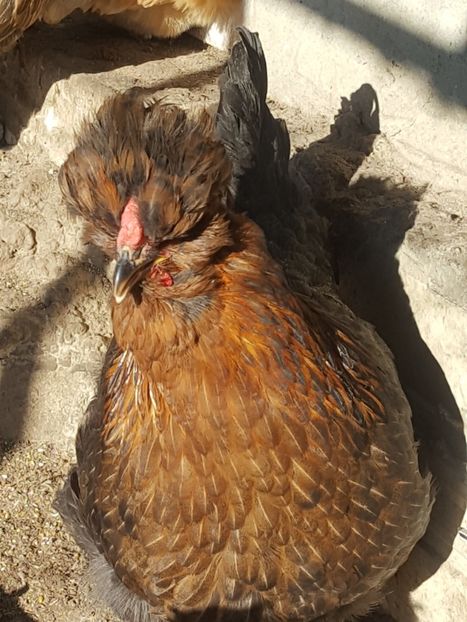  - A- Moțată Românească - 2019-2020